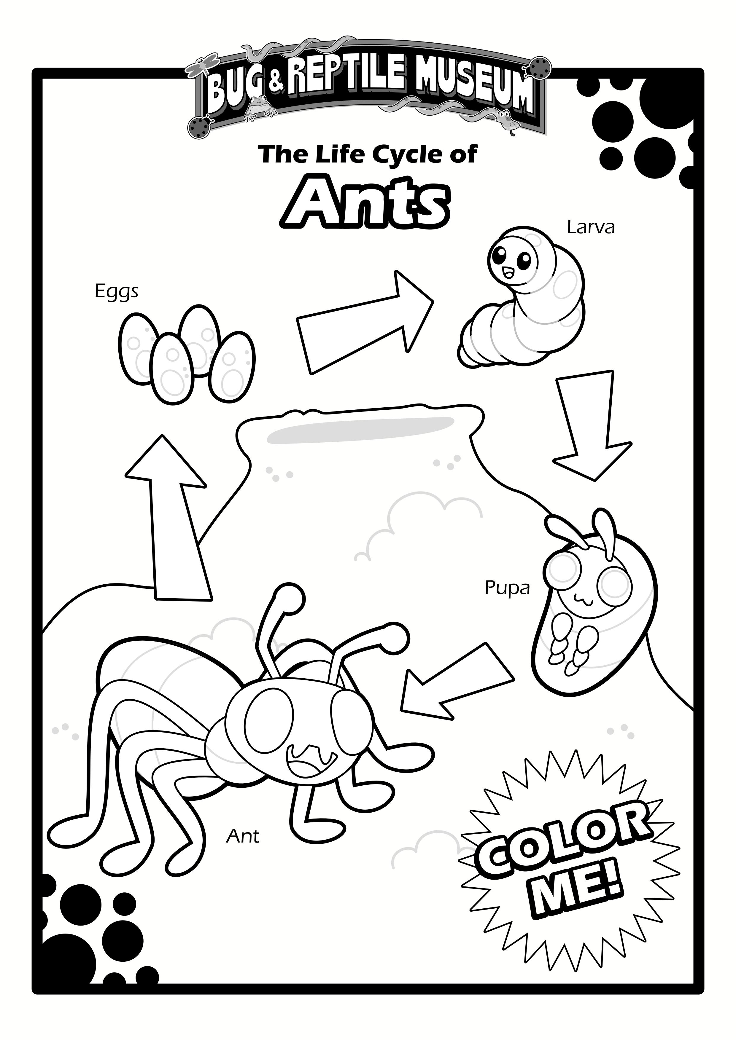 color museum ant cycle