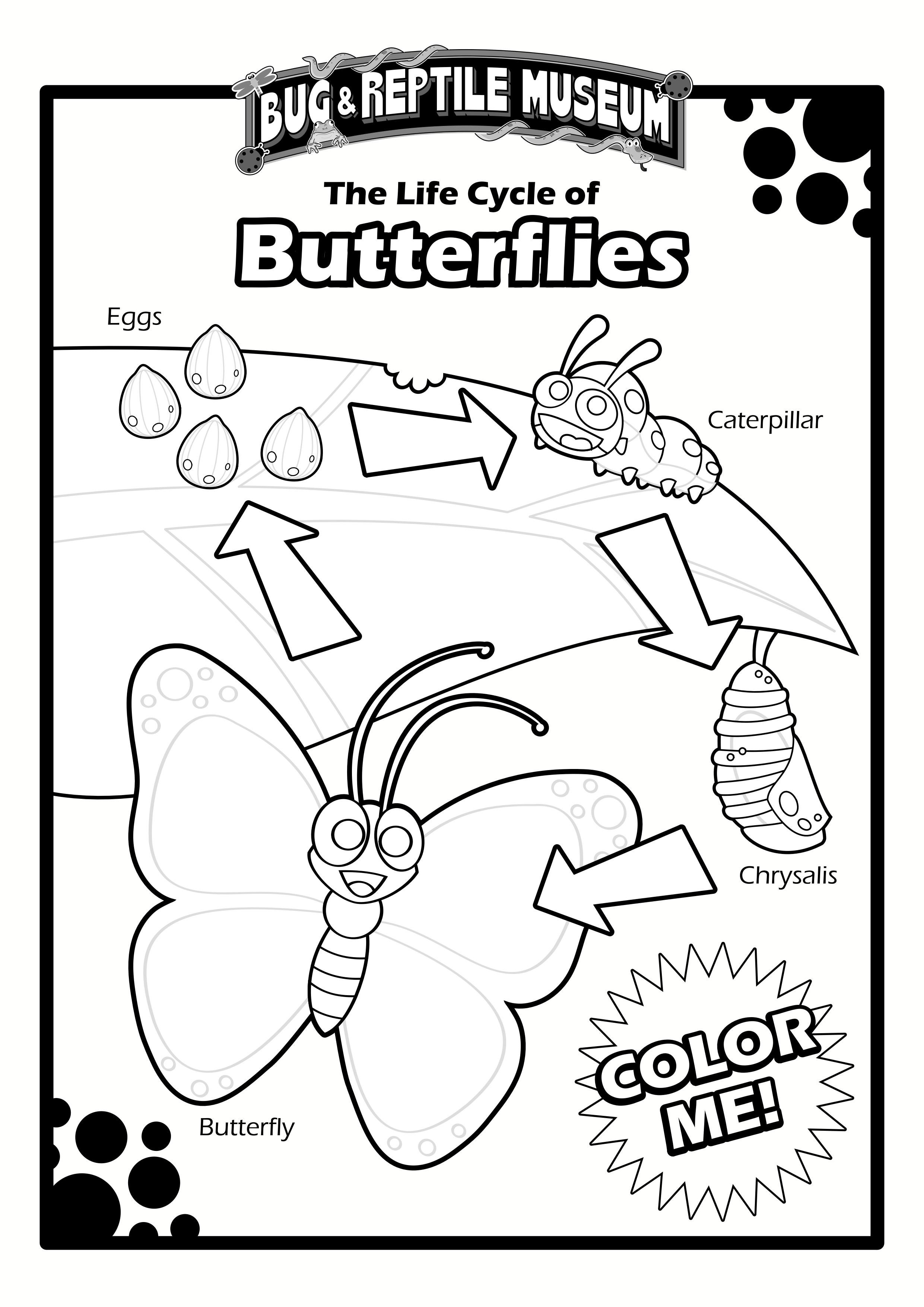 color museum butterfly life cycle
